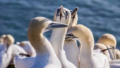 挪威杯战报:利勒斯特罗姆4-1大胜路伦士高格(2025年8月14日赛事回顾)