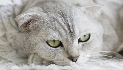 米兰体育官网：把每一场米兰的热血带回家