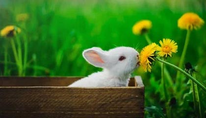 模拟器试玩-火箭签下伍德为抚慰哈登 下一步是用韦少换沃尔？